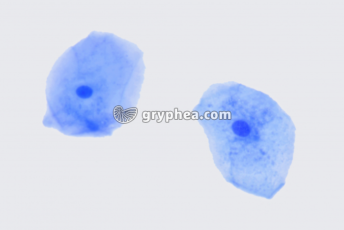 Cellules buccales x160 - gryphea.org